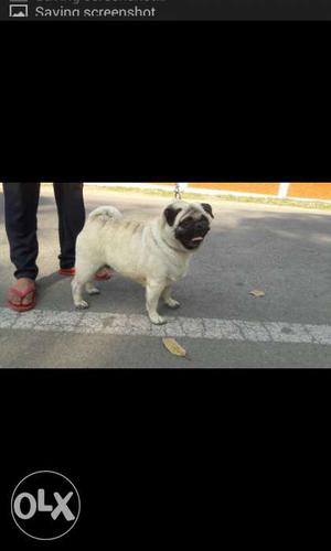 Fawn Pug In Shamli