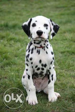 Female Dalmatian Puppy 3 months old fully active