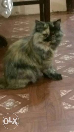 Female Persian 7 months old
