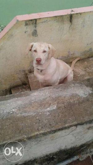 Female labrador dog ready for mating at KTC