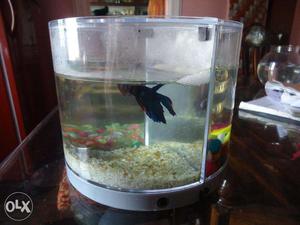 Figh-ter Fish aquarium with three compartments, detachable,