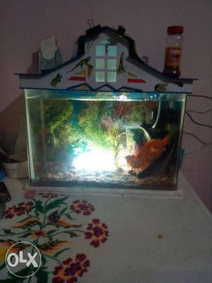 Fish tank with 2 shark 2 gold Fish