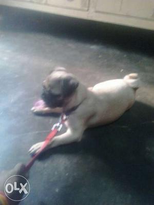 Five months old female pug all vaccines r done