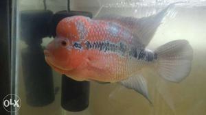 Flowerhorn SRD Male, 5 INCH,very active and good
