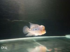 Flowerhorn baby fish