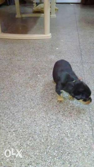 For sale rottweiler pup's