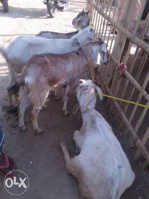 Four Anglo-nubian Goats