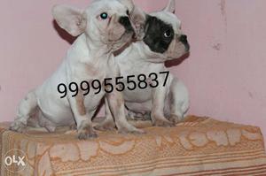 French bulldog male puppy available