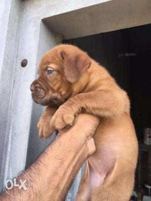 French mastiff puppy at Mr. dog gujar ki thadi jaipur