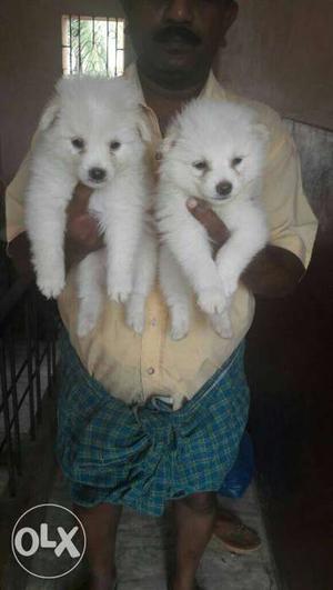 Furry Pomeranian puppies r sell