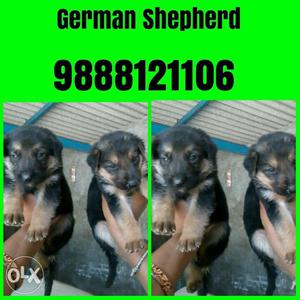 German Shepherd male and female puppy top quality