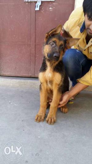 German Shepherd puppy for sell 3 months old