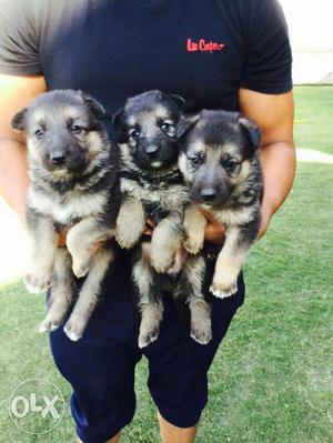 German Shepherd pups available very healthy long