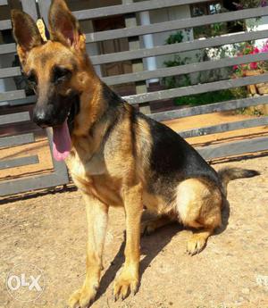 German shepered female shortcoat 1.5 years old