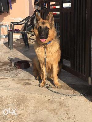 German shepherd - 10 months old. all vaccinations