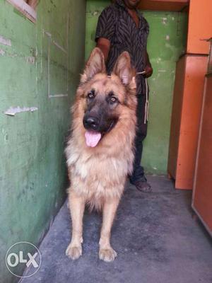 German shepherd available for matting only