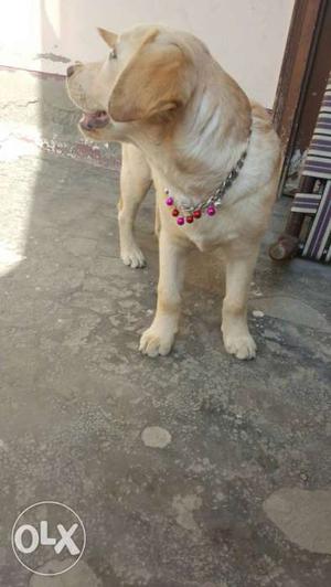 Golden labera 4 month 100% pure beutifull dog