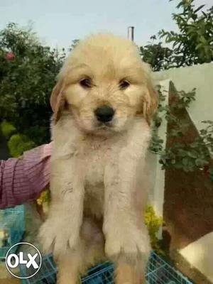 Golden retriever all top breeds available male