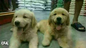 Golden retriever charming Puppies available show