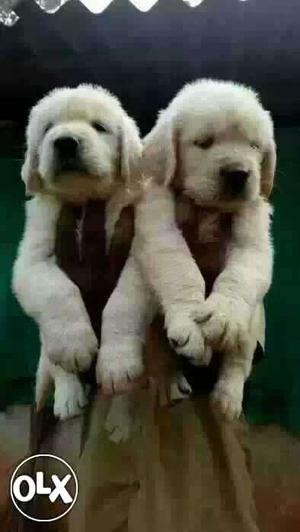 Golden retriever show quality Puppies male 