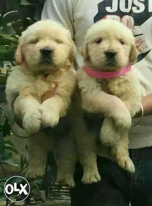 Gorgeous Puppies of golden retriever available at