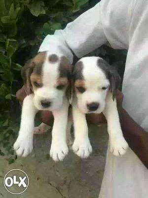 Gorgeous personality of beagle Puppies available