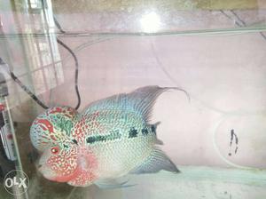Gray And Pink Flowerhorn Fish