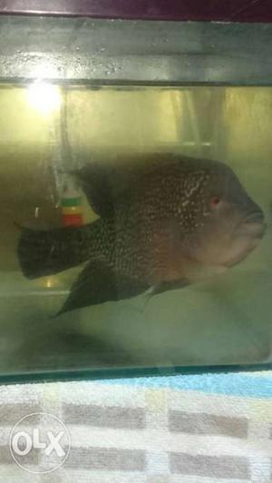 Gray And White Flowerhorn Cichlid