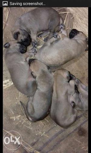 Gray Coated Puppies