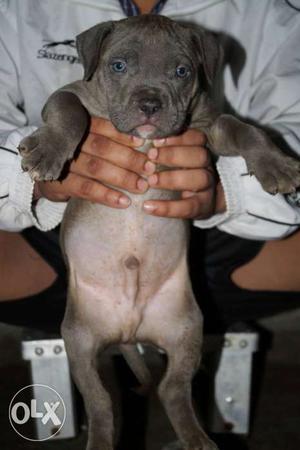 Grey And White American Bully Puppy