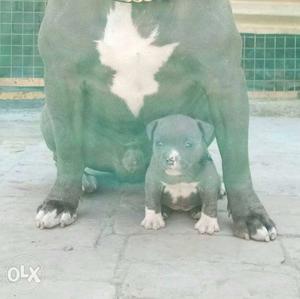 Grey And White American Bully With Puppy