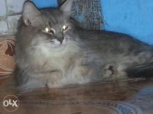 Grey persian cat female 14 months