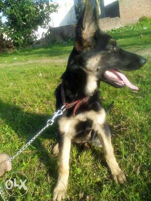 Gsd female dog 4 month old full vacations