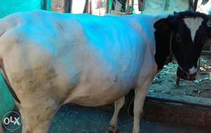 HF Cow for urgent sale