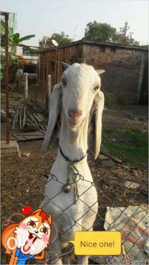 Hansa female goat