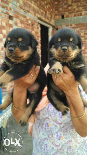 Healthy Rottweiler Puppies for sale