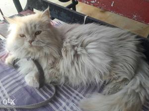 Healthy and Happy Persian breed male cat. Living