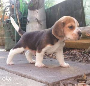 High Quality Beagle Male And Female Puppies