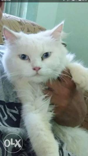 Himalayan & Persian cat for sale