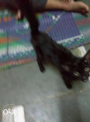 Home pet cat black colour