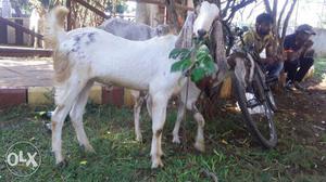 Hyderabadi goat kid for sell full active