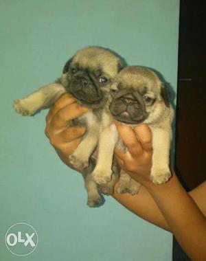 I have 40. days old champion blood lineage pug
