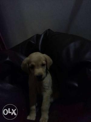 I month old Quality Labrador puppy female. Register by IDB