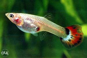 I want some guppy fish and gold fish in wholesale rate