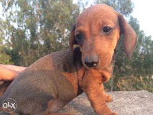 I want to sell My Dachshunds 2 months old Brown
