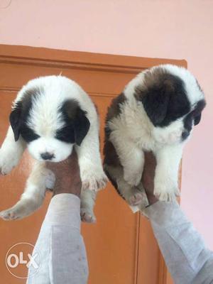 Important Saint Bernard puppies for sell