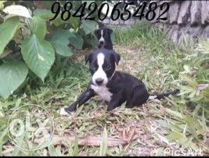 Indian breed (mandai dog)female puppies available