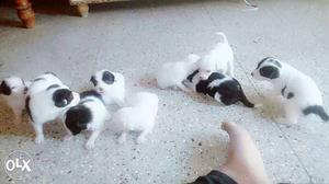 Japenze Spitz pure breed puppy's call for more