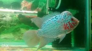 Kamfa male Flowerhorn Fish full on colorful