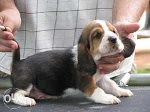 Kci Beagle Puppies With Micro Chip